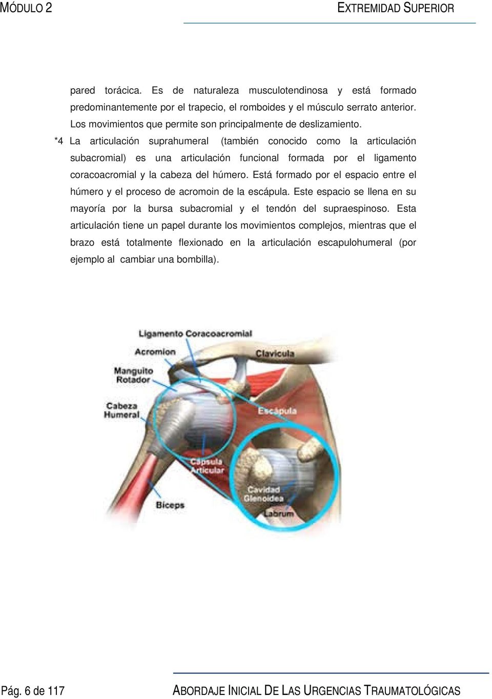 *4 La articulación suprahumeral (también conocido como la articulación subacromial) es una articulación funcional formada por el ligamento coracoacromial y la cabeza del húmero.