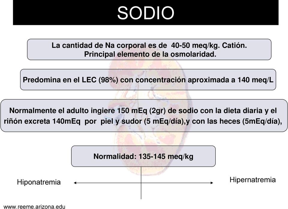 Predomina en el LEC (98%) con concentración aproximada a 140 meq/l Normalmente el adulto