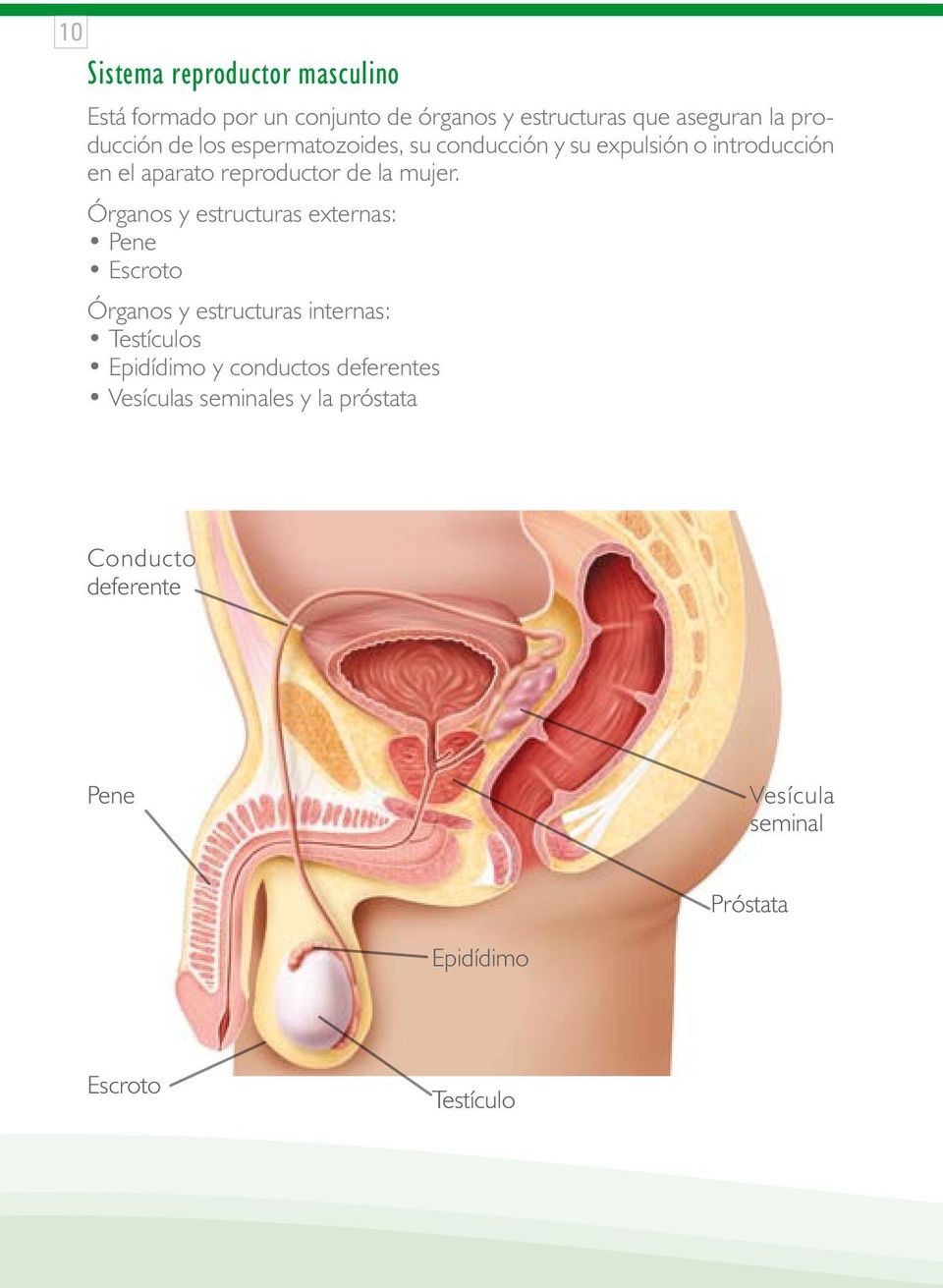 Órganos y estructuras externas: Pene Escroto Órganos y estructuras internas: Testículos Epidídimo y conductos