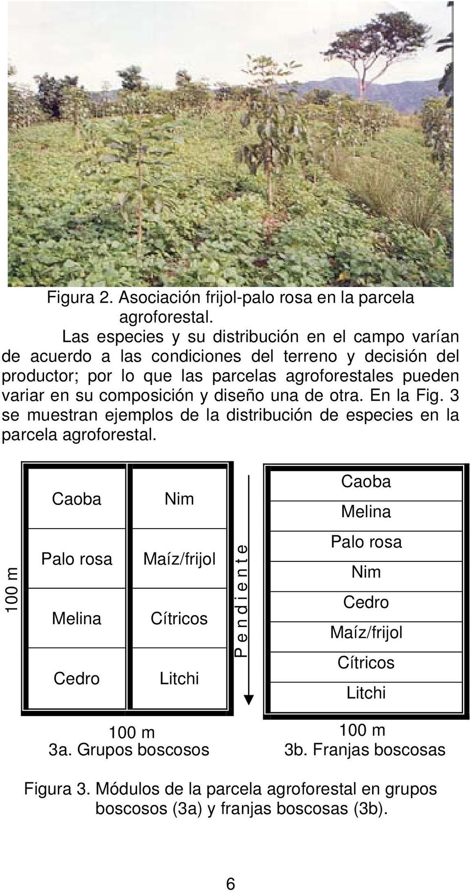 variar en su composición y diseño una de otra. En la Fig. 3 se muestran ejemplos de la distribución de especies en la parcela agroforestal.