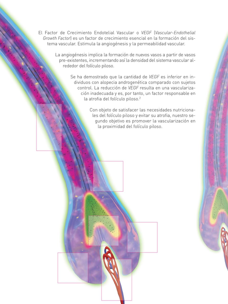 La angiogénesis implica la formación de nuevos vasos a partir de vasos pre-existentes, incrementando así la densidad del sistema vascular alrededor del folículo piloso.