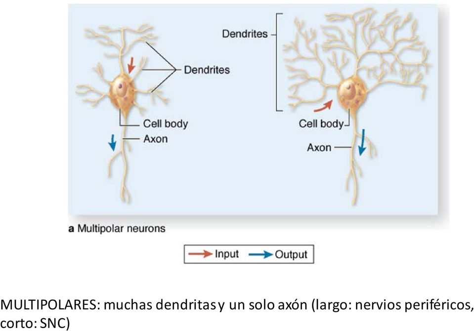 axón (largo: nervios
