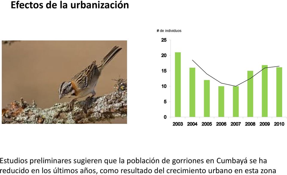 gorriones en Cumbayá se ha reducido en los últimos