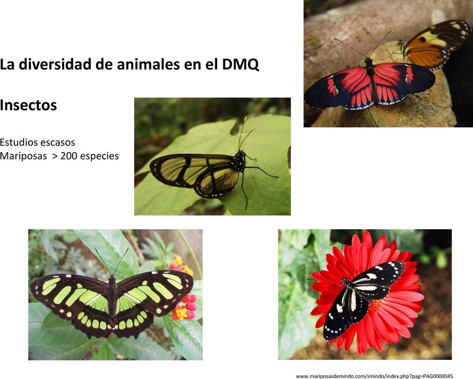 > 200 especies www.mariposasdemindo.