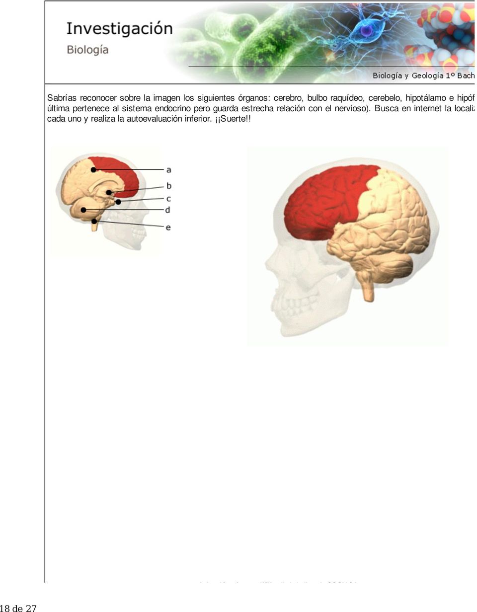 ! Animación cráneo en Wikipedia bajo licencia CC-BY-SA 18 de 27 El sistema nervioso de los Vertebrados es dorsal y en forma de tubo.