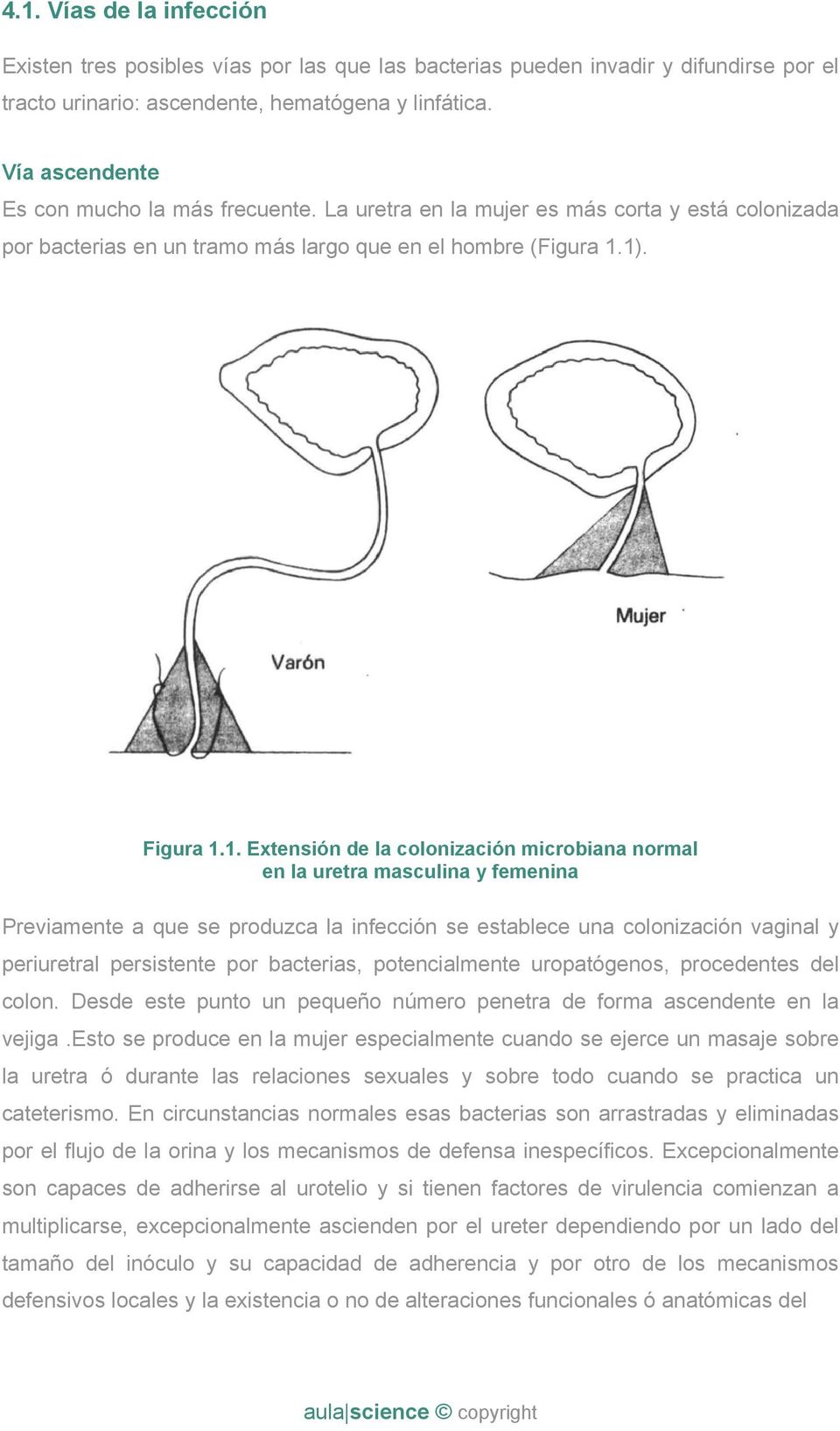 1). Figura 1.1. Extensión de la colonización microbiana normal en la uretra masculina y femenina Previamente a que se produzca la infección se establece una colonización vaginal y periuretral