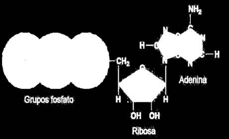 Enlaces químicos Enlace fosfodiéster: une los nucleótidos del ADN o del ARN.