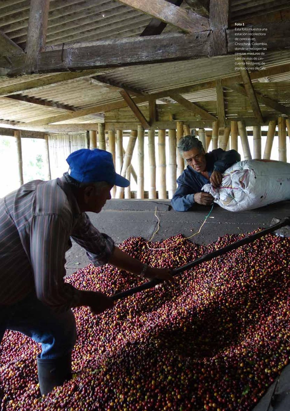 Colombia, donde se recogen las cerezas