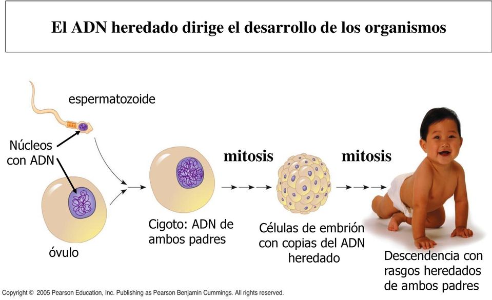 Cigoto: ADN de ambos padres Células de embrión con copias