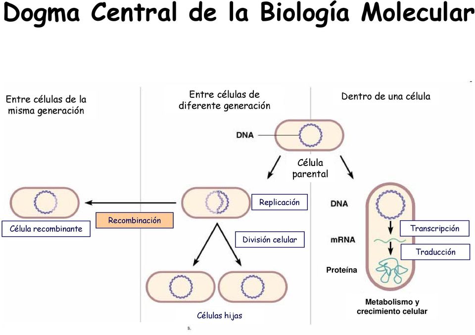Célula parental Replicación Célula recombinante Recombinación División