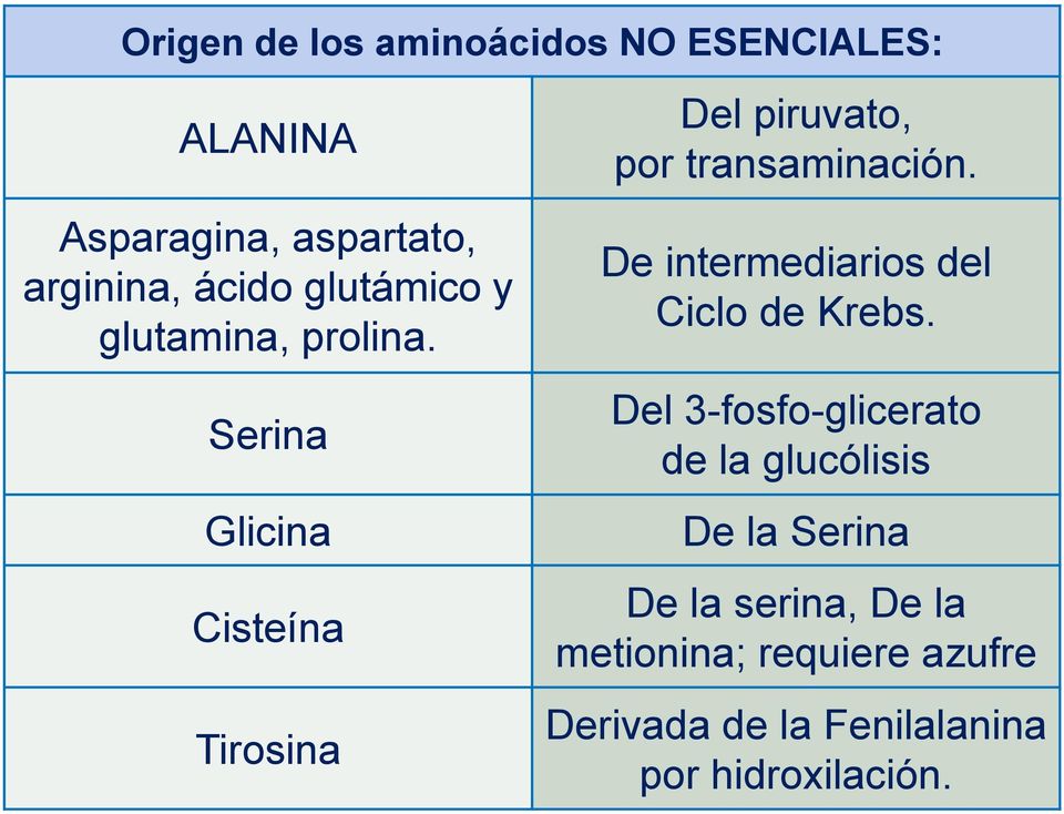 Serina Glicina Cisteína Tirosina Del piruvato, por transaminación.