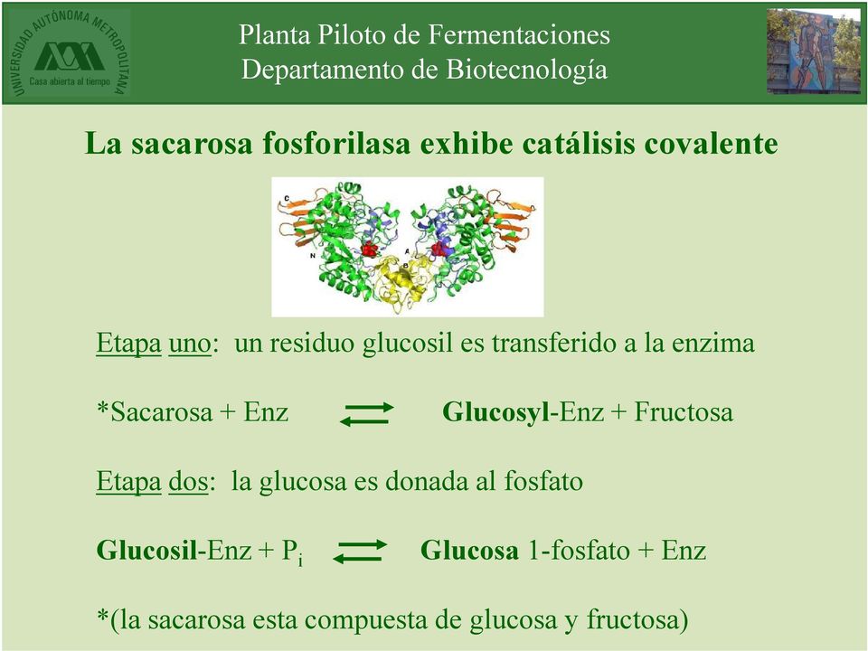 Glucosyl-Enz + Fructosa Etapa dos: la glucosa es donada al fosfato