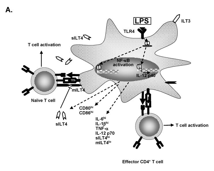 Inmunoregulación de las células dendríticas por IL-10
