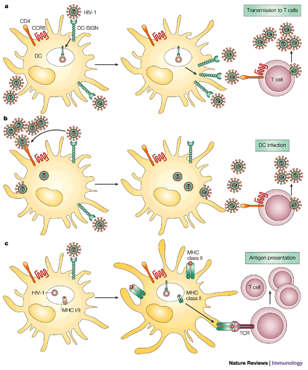 Rerceptores lectinas tipo C en la inmunidad innata Familia de receptores unidos a la membrana del tipo lectina: de tipo I (posee varios
