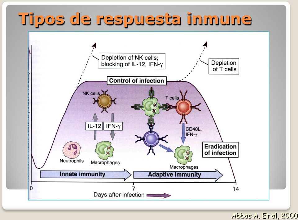 inmune