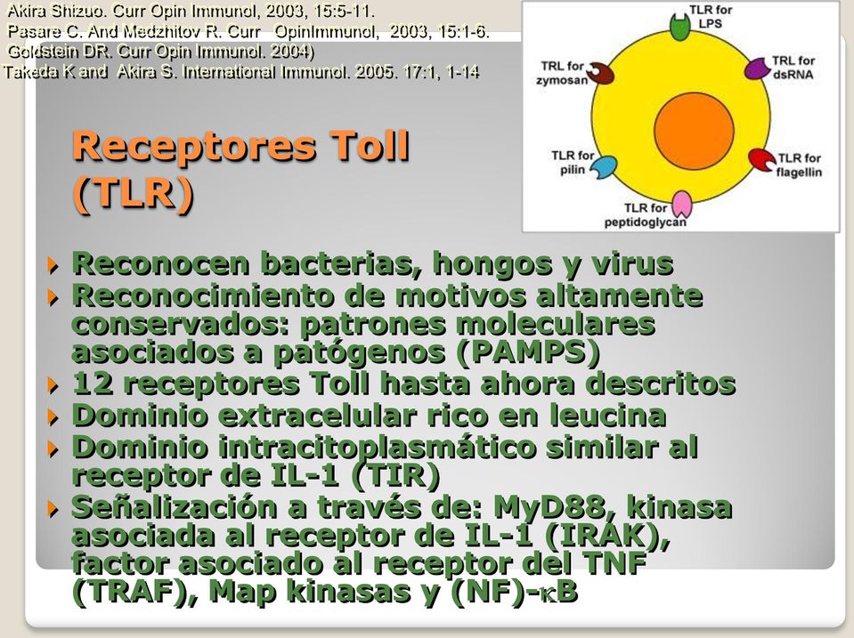 17:1, 1-14 Receptores Toll (TLR) Reconocen bacterias, hongos y virus Reconocimiento de motivos altamente conservados: patrones moleculares asociados a patógenos