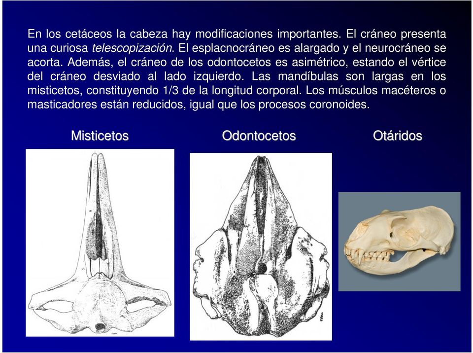 Además, el cráneo de los odontocetos es asimétrico, estando el vértice del cráneo desviado al lado izquierdo.