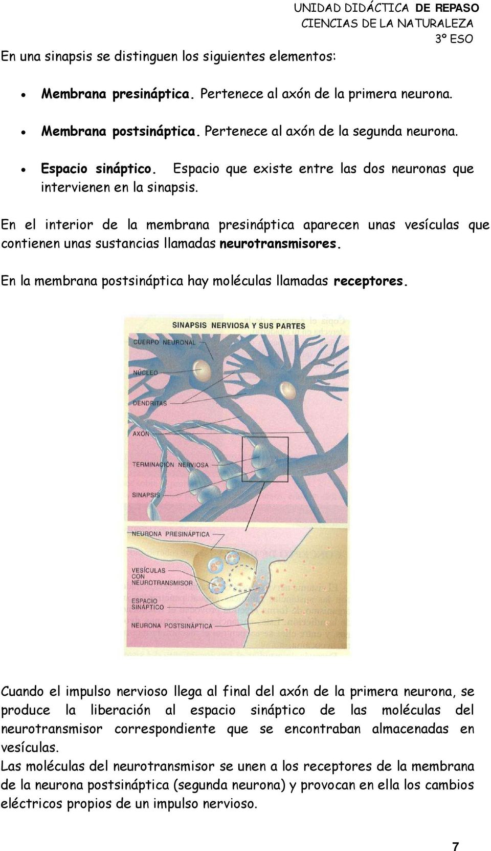 En el interior de la membrana presináptica aparecen unas vesículas que contienen unas sustancias llamadas neurotransmisores. En la membrana postsináptica hay moléculas llamadas receptores.