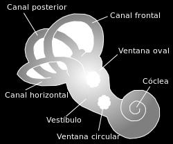 -Cóclea -Vestíbulo - Conducto semicircular óseo anterior 1) Cóclea Corresponde a un conducto membranoso cubierto por una fina capa de hueso laminar, en el hueso temporal.