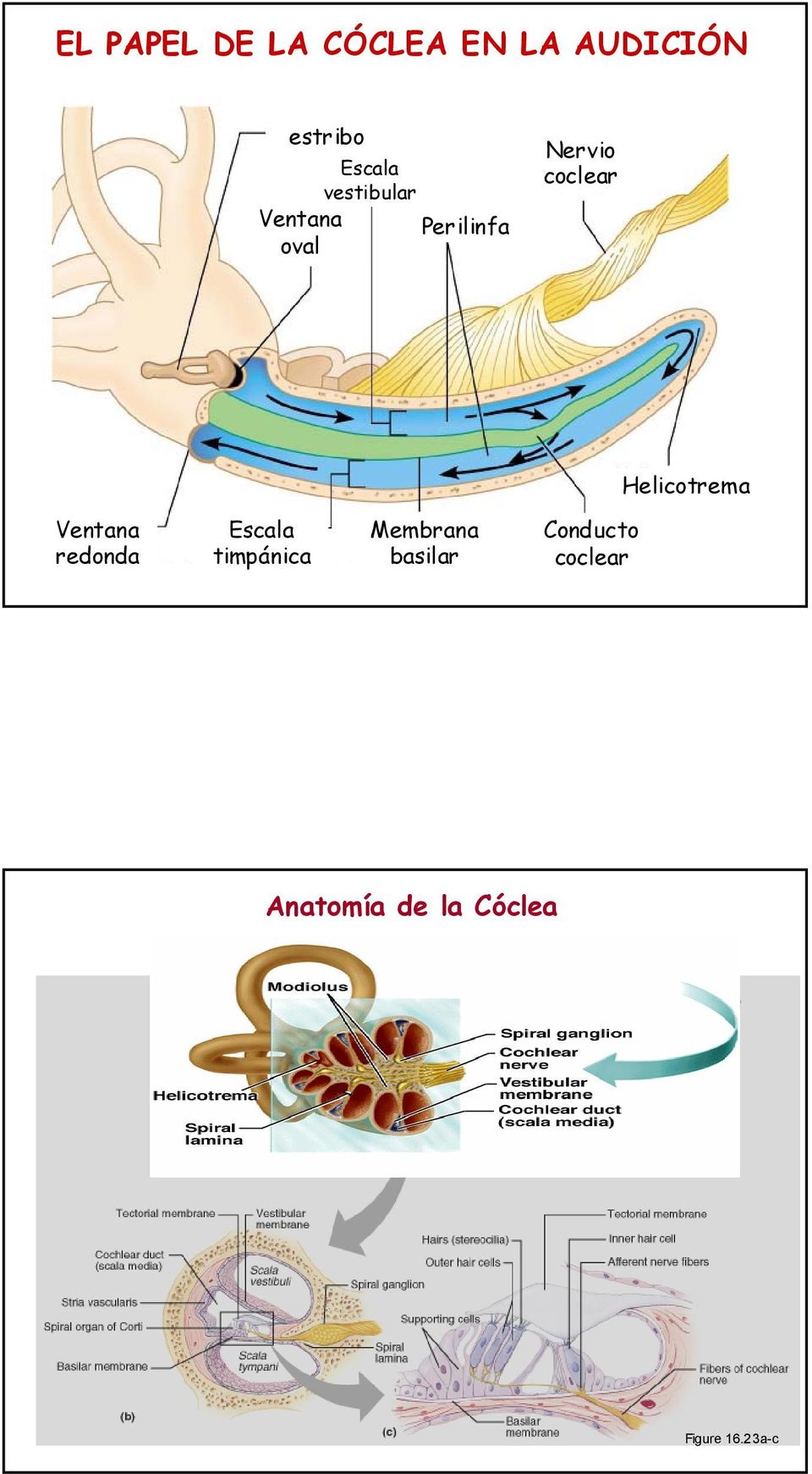 Ventana redonda Escala timpánica Membrana basilar Conducto