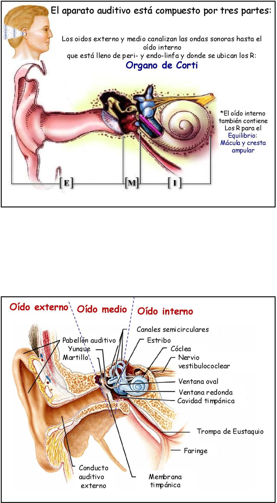 Mácula y cresta ampular Oído externo Oído medio Oído interno Pabellón auditivo Yunque Martillo Canales semicirculares Estribo Cóclea
