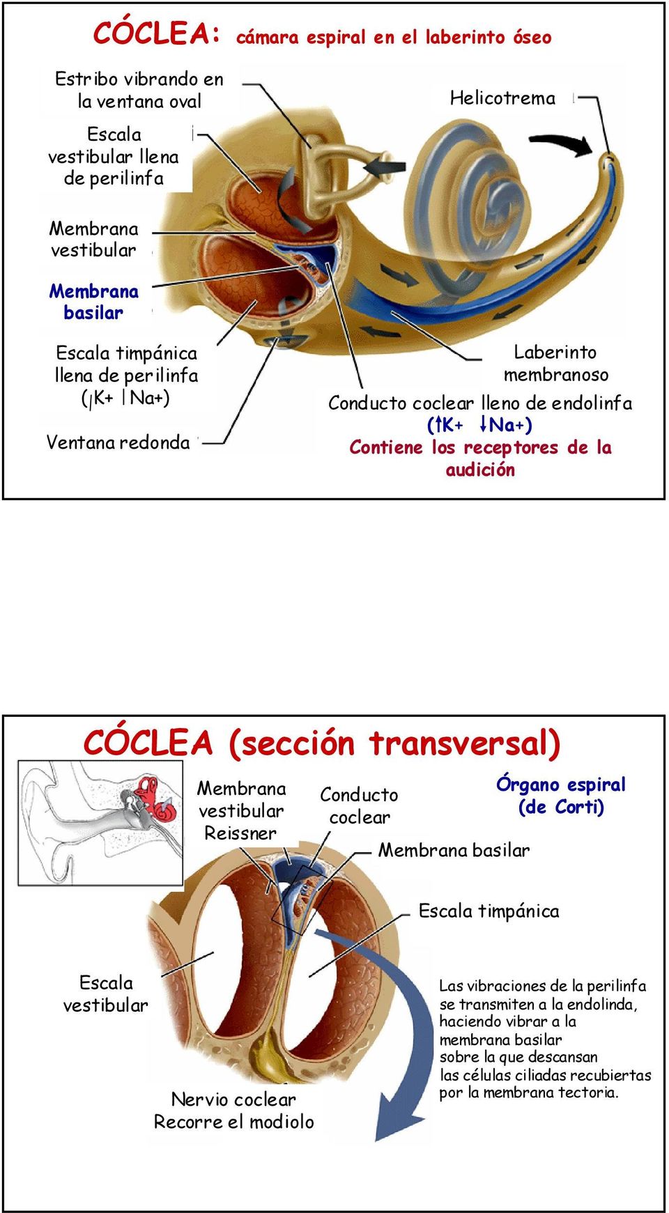 (sección transversal) Membrana vestibular Reissner Conducto coclear Membrana basilar Órgano espiral (de Corti) Escala timpánica Escala vestibular Nervio coclear Recorre el