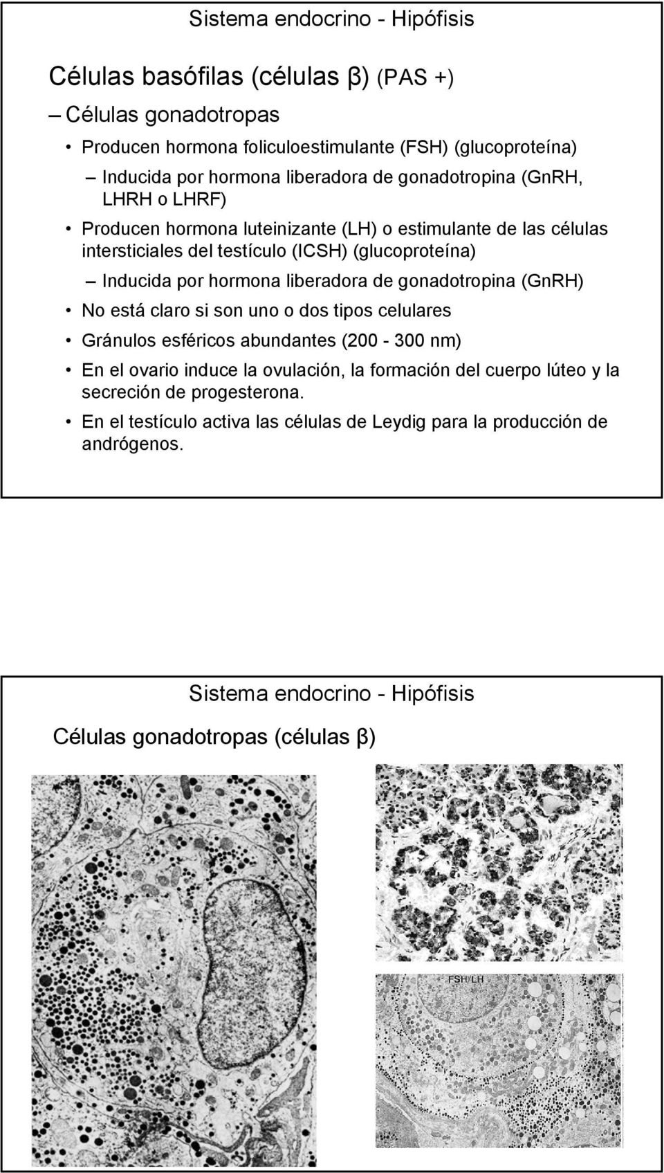 hormona liberadora de gonadotropina (GnRH) No está claro si son uno o dos tipos celulares Gránulos esféricos abundantes (200-300 nm) En el ovario induce la