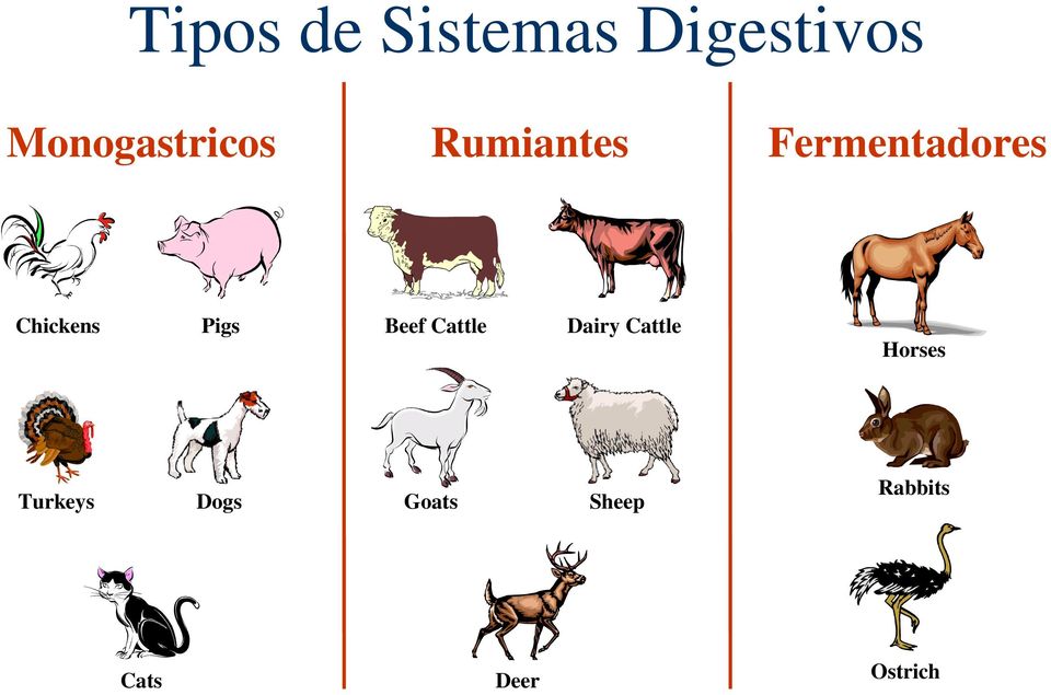 Chickens Pigs Beef Cattle Dairy Cattle