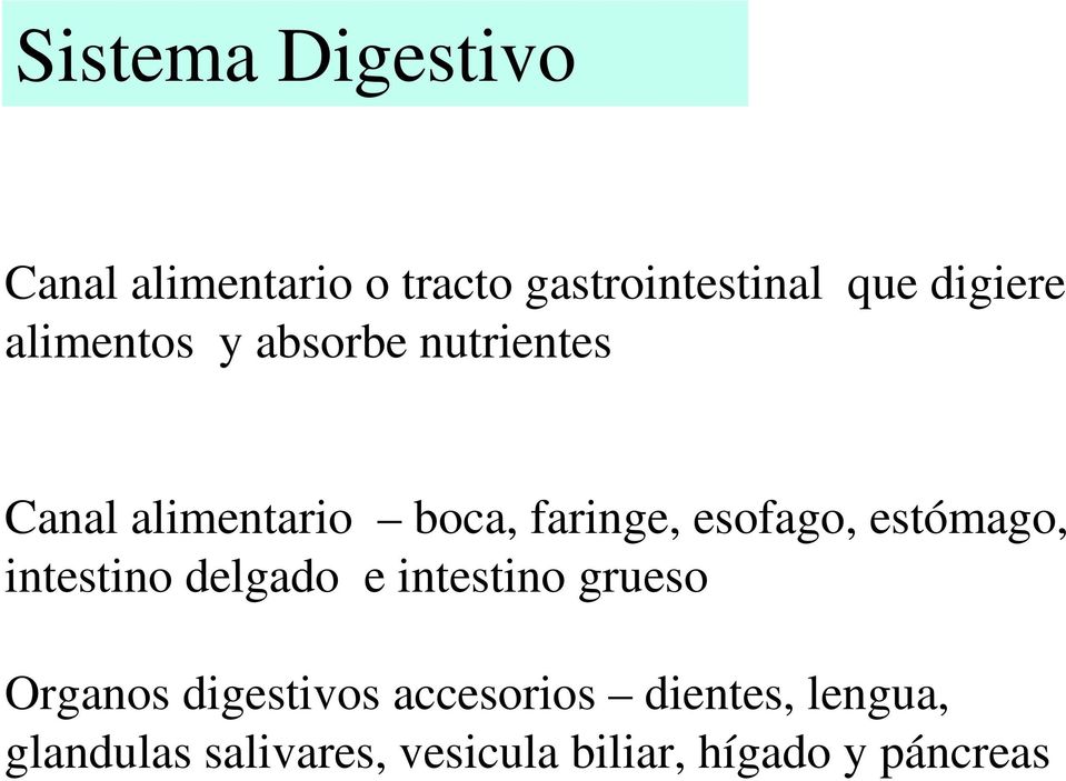 estómago, intestino delgado e intestino grueso Organos digestivos