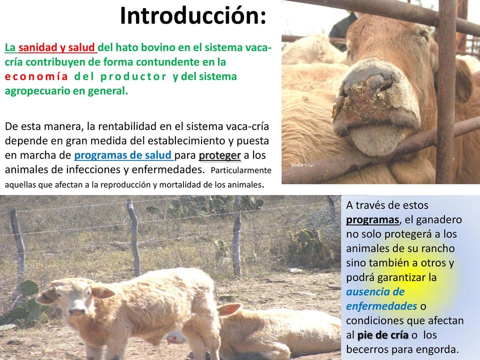 De esta manera, la rentabilidad en el sistema vaca-cría depende en gran medida del establecimiento y puesta en marcha de programas de salud para proteger a los animales de