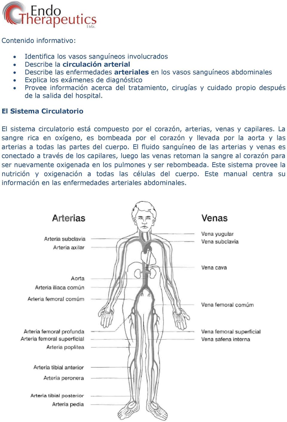 El Sistema Circulatorio El sistema circulatorio está compuesto por el corazón, arterias, venas y capilares.