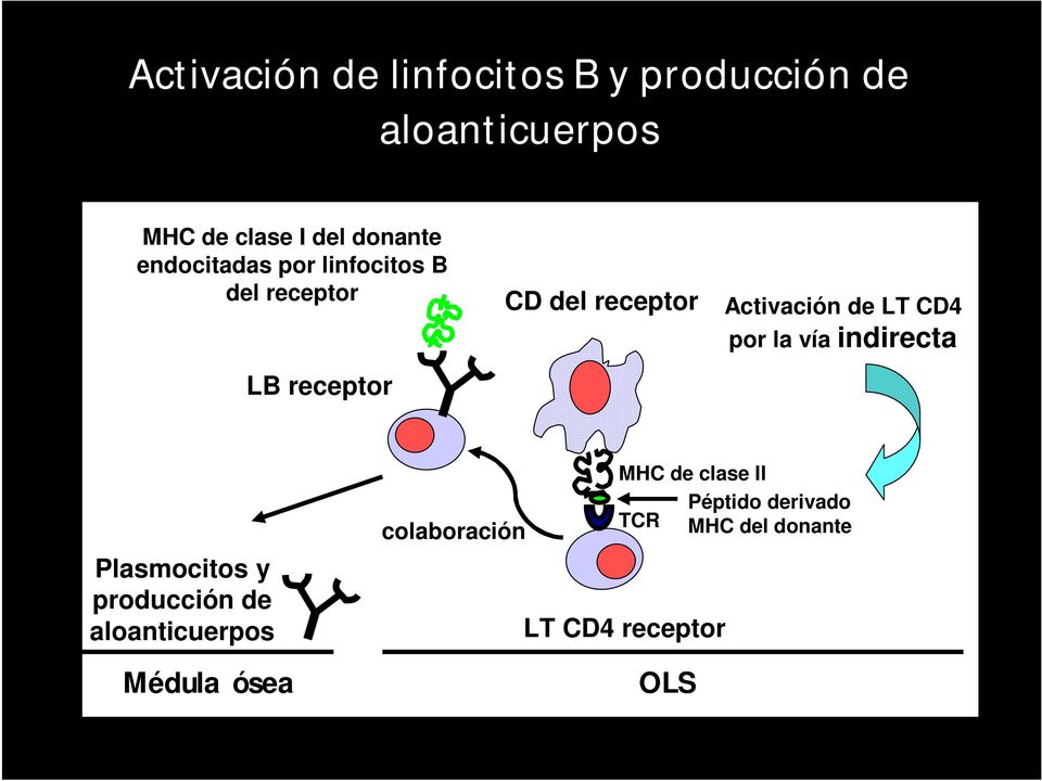 LT CD4 por la vía indirecta Plasmocitos y producción de aloanticuerpos Médula ósea