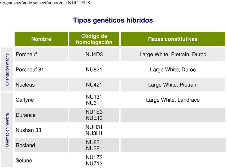 Large White, Pietrain hembra Carlyne Durance Nushan 33 Rocland Sélune