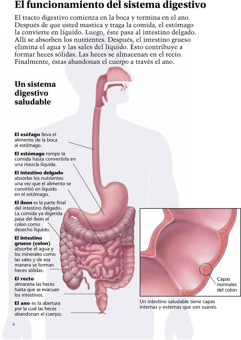 Las heces se almacenan en el recto. Finalmente, éstas abandonan el cuerpo a través el ano. Un sistema digestivo saludable El esófago lleva el alimento de la boca al estómago.