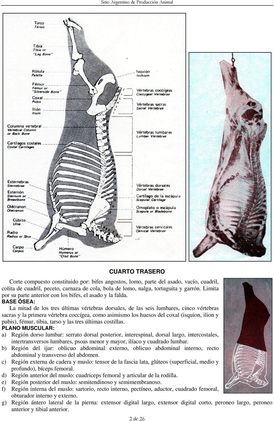 La mitad de los tres últimas vértebras dorsales, de las seis lumbares, cinco vértebras sacras y la primera vértebra coccígea, como asimismo los huesos del coxal (isquion, ilion y pubis), fémur,