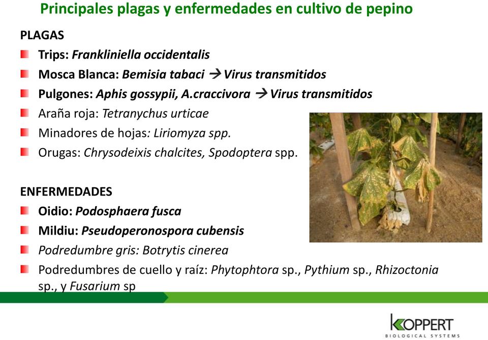 craccivora Virus transmitidos Araña roja: Tetranychus urticae Minadores de hojas: Liriomyza spp.
