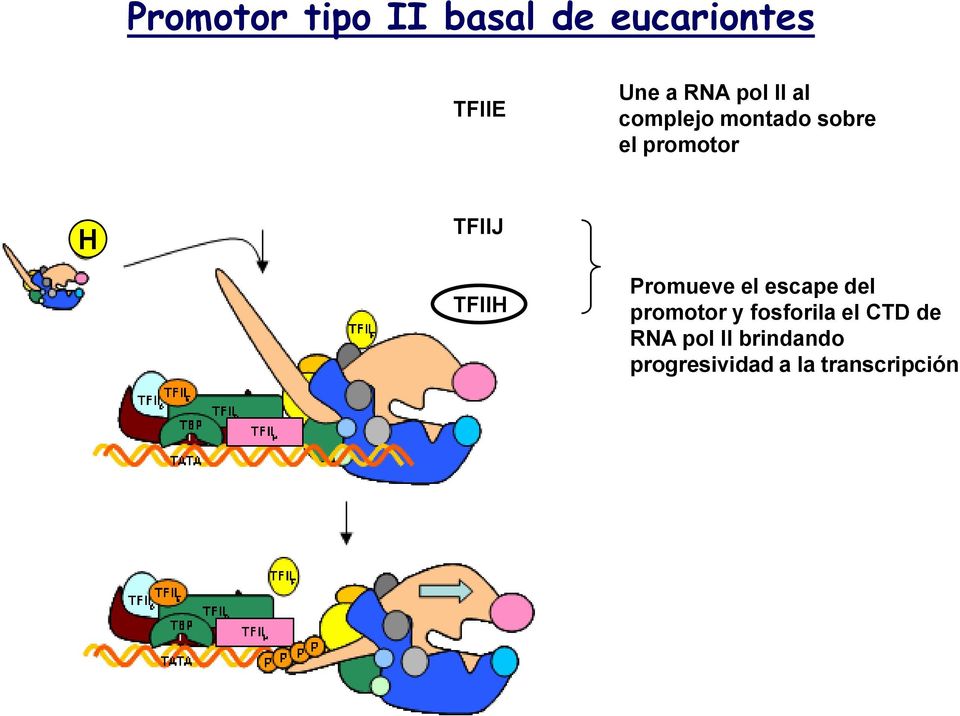 TFIIH Promueve el escape del promotor y fosforila el