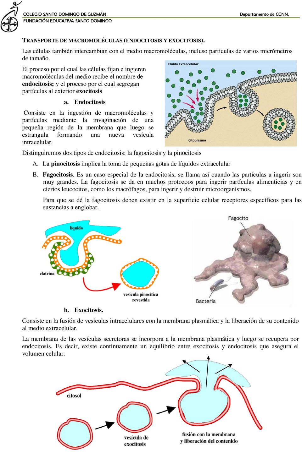 Endocitosis Consiste en la ingestión de macromoléculas y partículas mediante la invaginación de una pequeña región de la membrana que luego se estrangula formando una nueva vesícula intracelular.