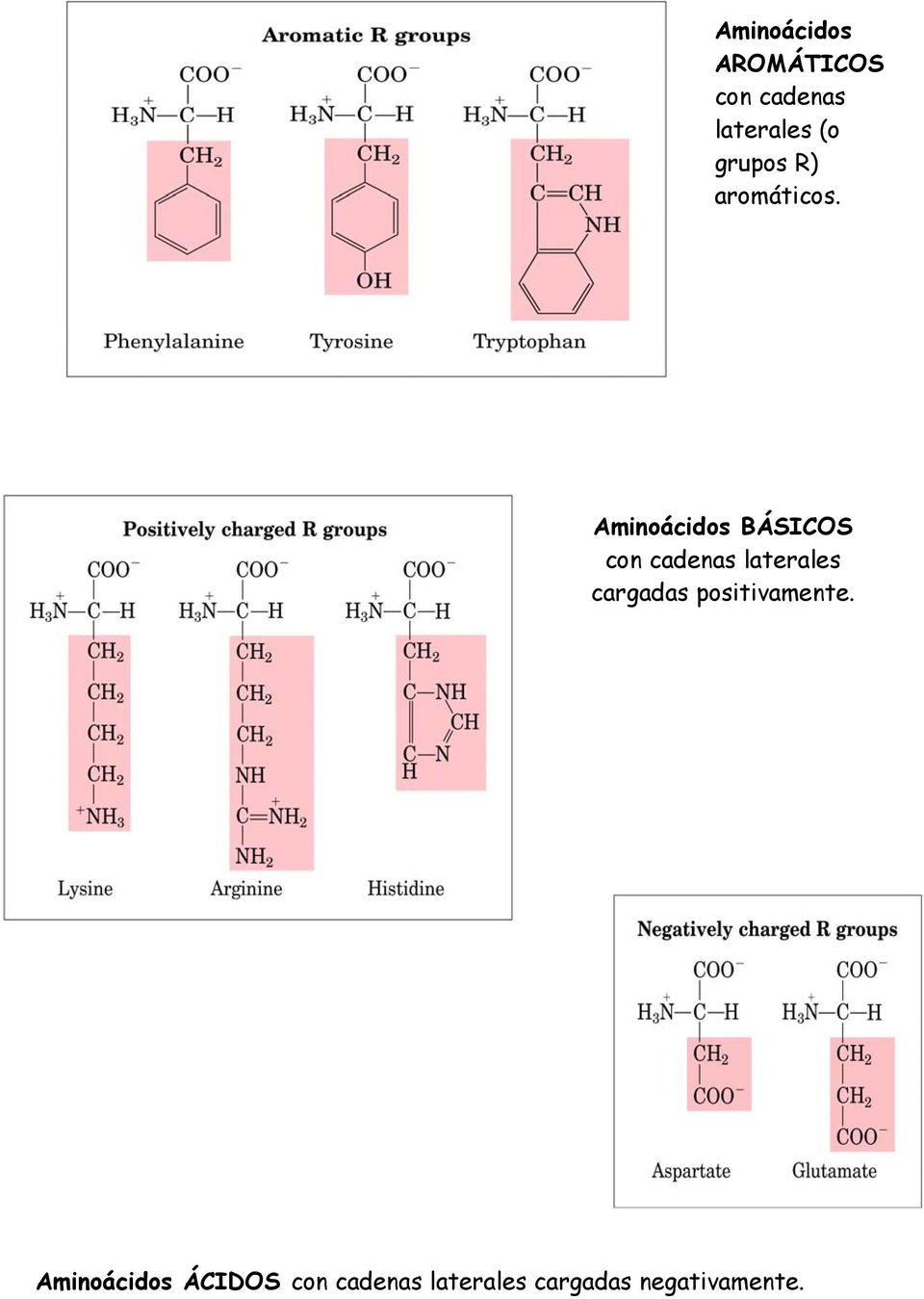 Aminoácidos BÁSICOS con cadenas laterales