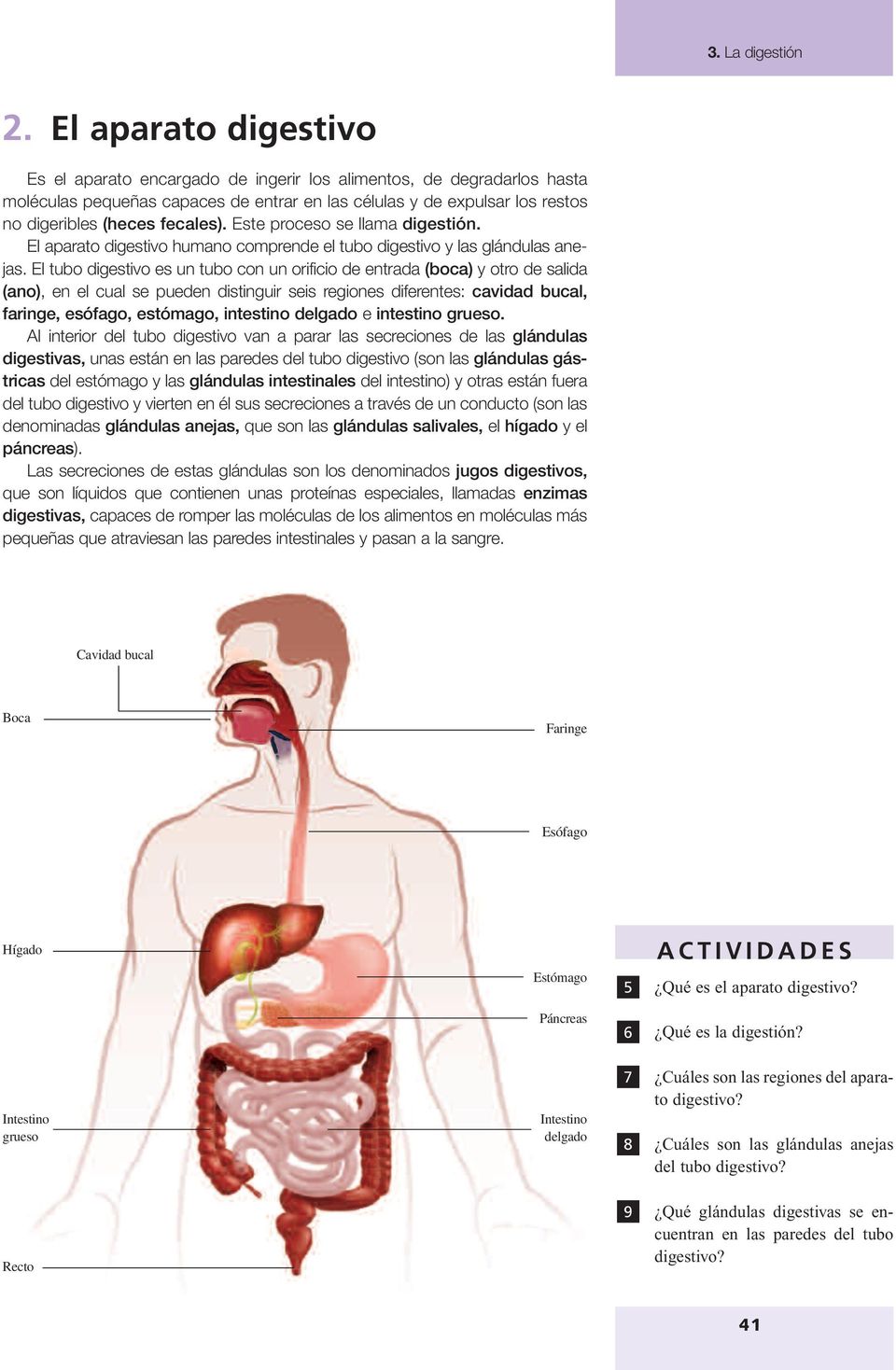 El tubo digestivo es un tubo con un orificio de entrada (boca) y otro de salida (ano), en el cual se pueden distinguir seis regiones diferentes: cavidad bucal, faringe, esófago, estómago, intestino