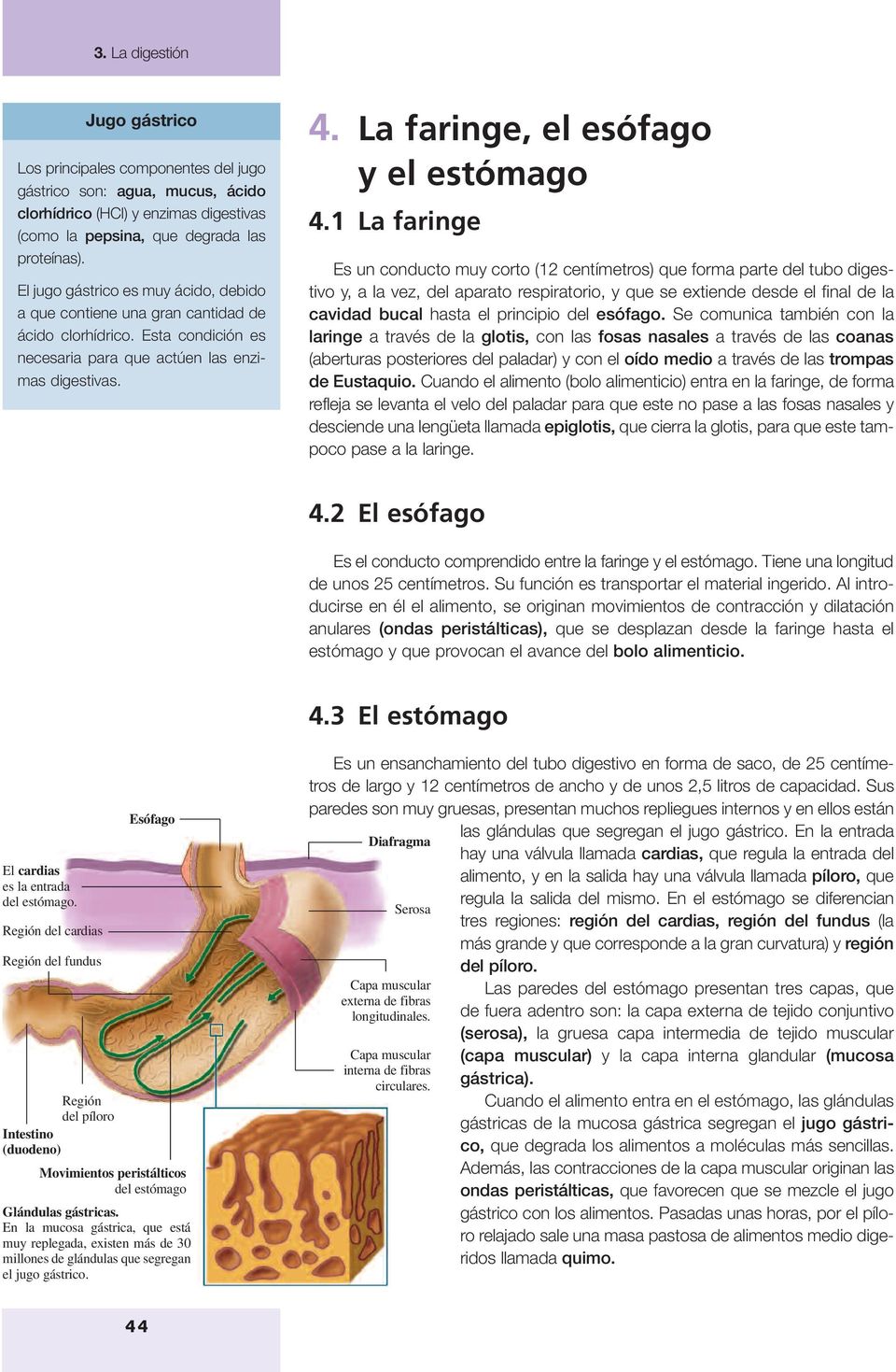 La faringe, el esófago y el estómago 4.