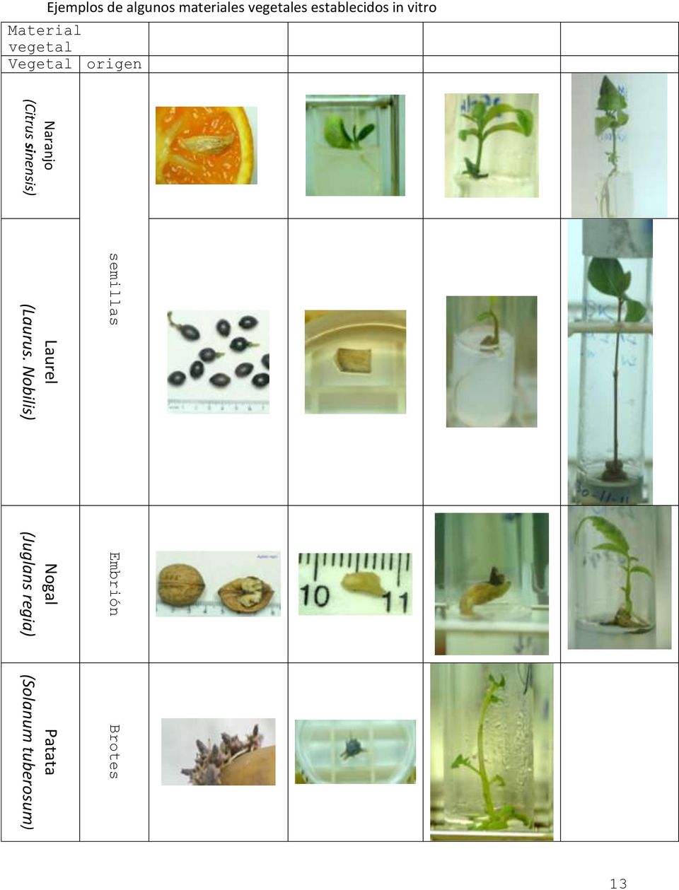 Ejemplos de algunos materiales vegetales establecidos