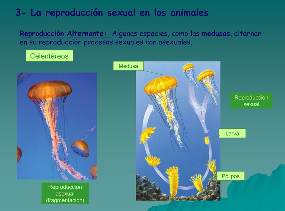 reproducción procesos sexuales con asexuales.
