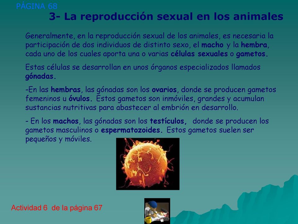 -En las hembras, las gónadas son los ovarios, donde se producen gametos femeninos u óvulos.
