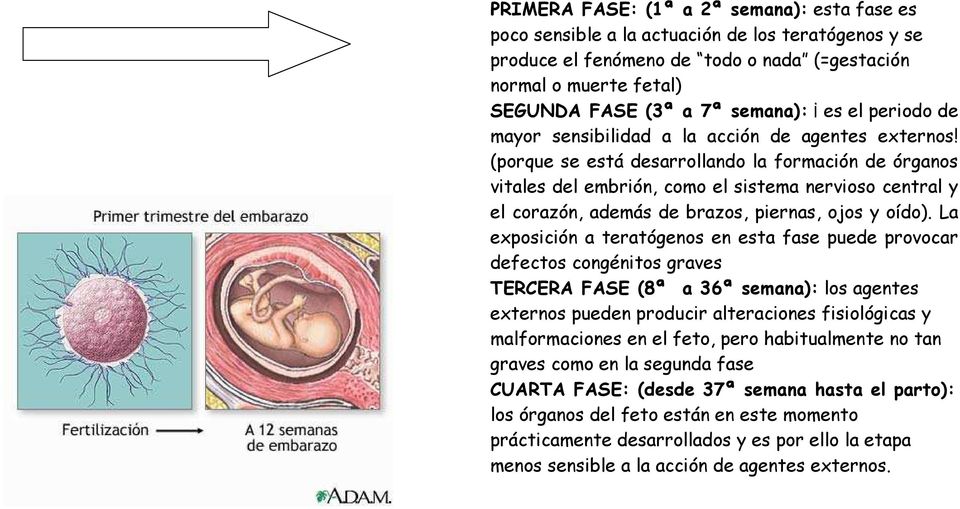 (porque se está desarrollando la formación de órganos vitales del embrión, como el sistema nervioso central y el corazón, además de brazos, piernas, ojos y oído).
