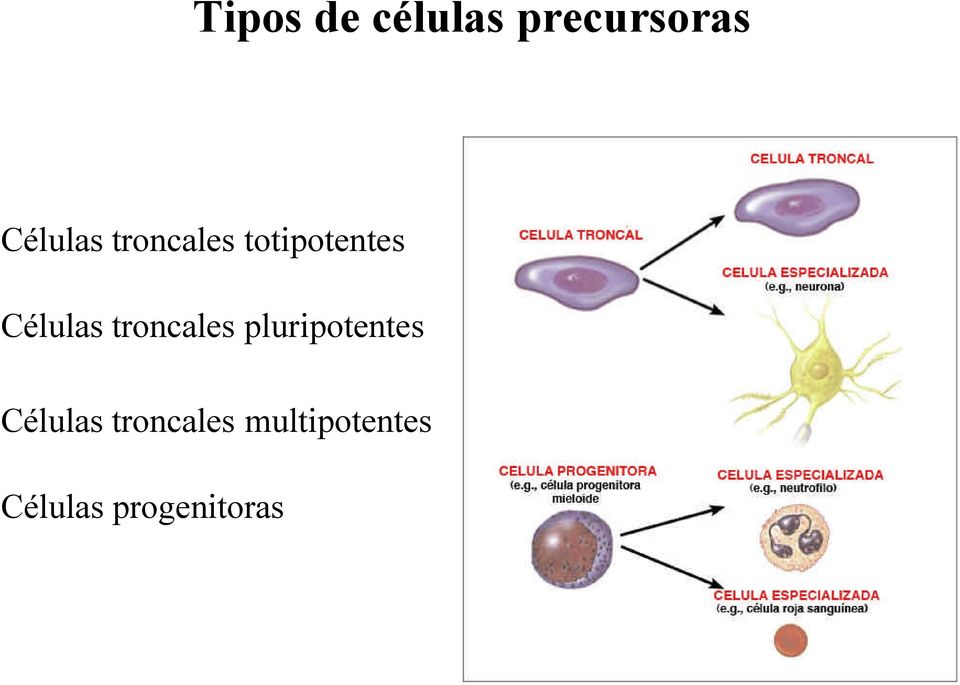 Células troncales pluripotentes