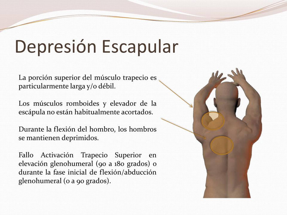 Durante la flexión del hombro, los hombros se mantienen deprimidos.