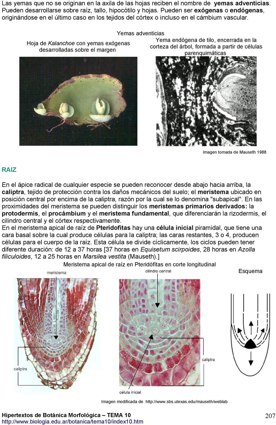 Hoja de Kalanchoe con yemas exógenas desarrolladas sobre el margen Yemas adventicias Yema endógena de tilo, encerrada en la corteza del árbol, formada a partir de células parenquimáticas Imagen