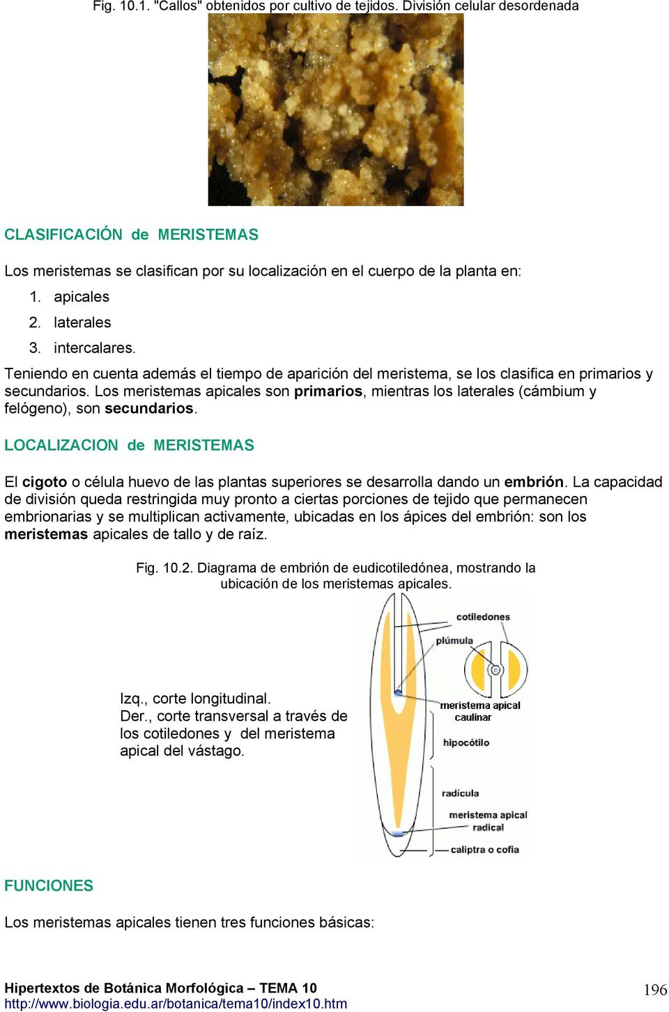 Los meristemas apicales son primarios, mientras los laterales (cámbium y felógeno), son secundarios.