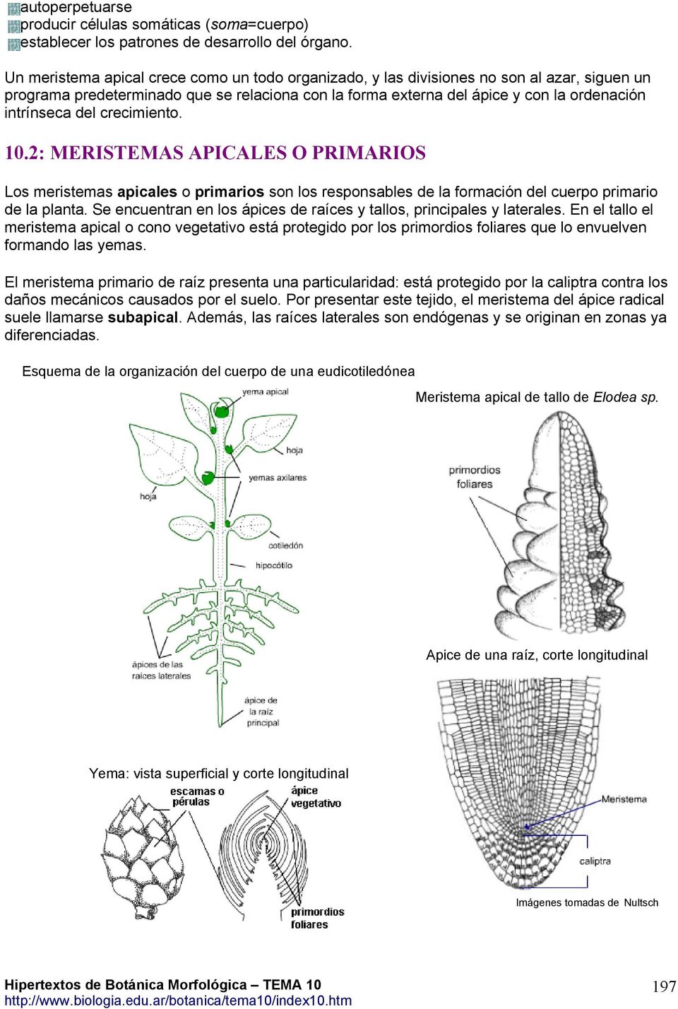 del crecimiento. 10.2: MERISTEMAS APICALES O PRIMARIOS Los meristemas apicales o primarios son los responsables de la formación del cuerpo primario de la planta.